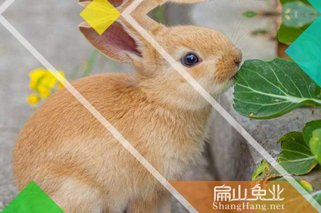 寧德黃毛兔批發(fā)