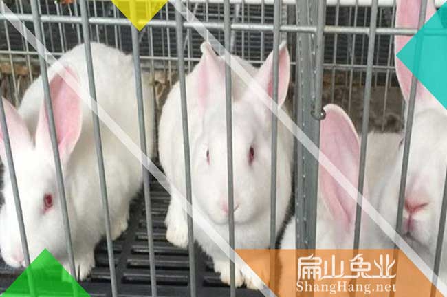 新余伊拉兔養(yǎng)殖