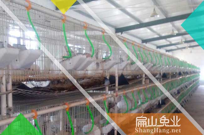 龍巖竹鼠養(yǎng)殖場(chǎng)