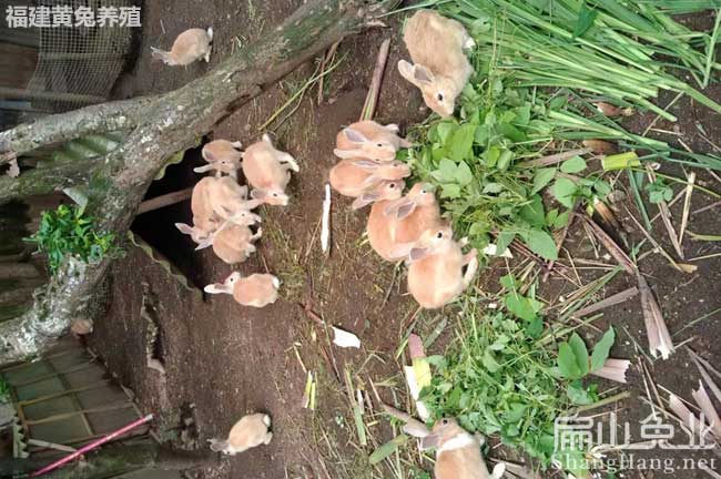 景德鎮(zhèn)黃兔苗批發(fā)