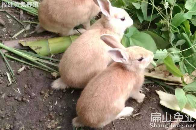 廣東黃兔養(yǎng)殖場