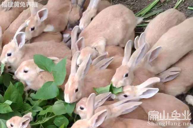 龍巖黃兔苗批發(fā) 龍巖黃兔苗批發(fā)
