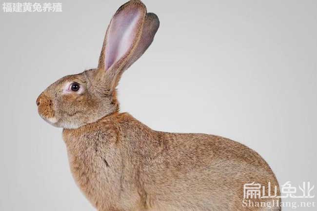 廣東比利時兔養(yǎng)殖