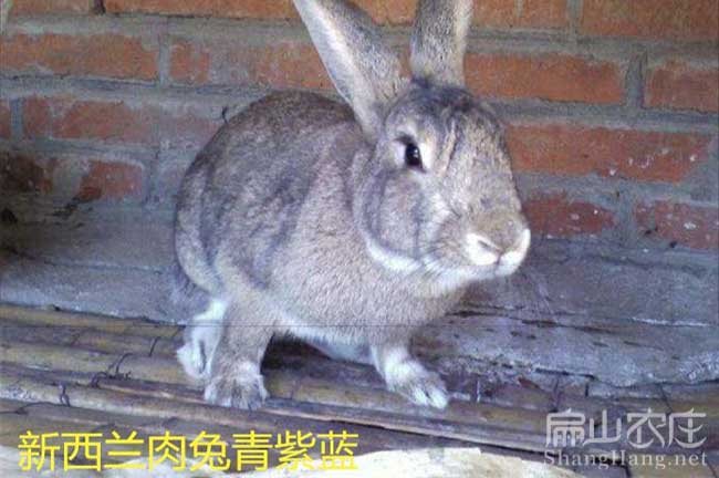 比利時野兔