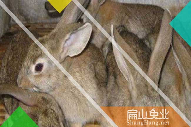 湖南比利時(shí)種兔