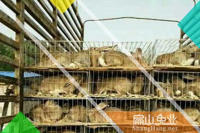 廣東竹鼠交易批發(fā)市場