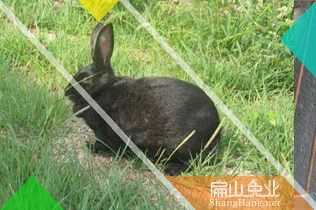 泉州烏兔養(yǎng)殖