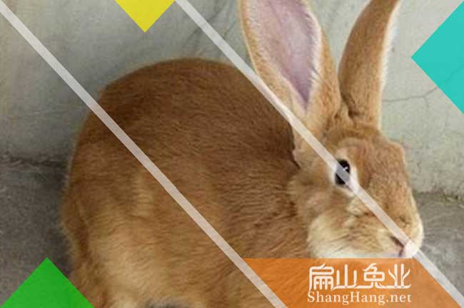 長(zhǎng)汀竹鼠養(yǎng)殖