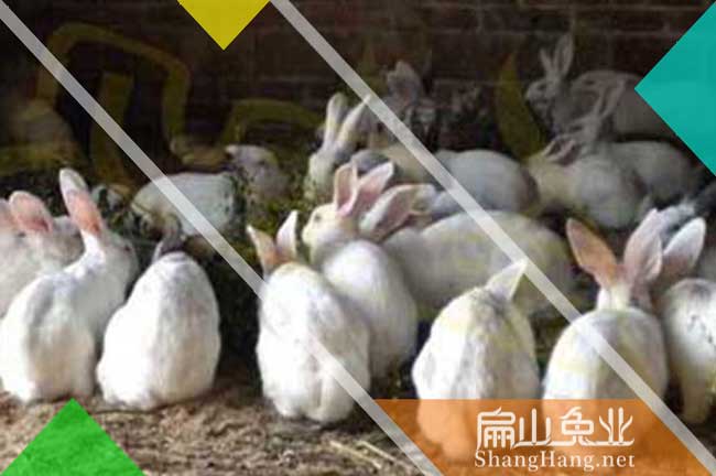龍巖伊拉兔種苗