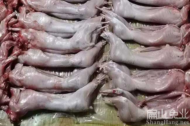 活竹鼠加工