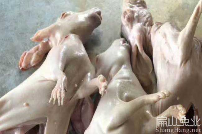 廣東竹鼠現(xiàn)殺