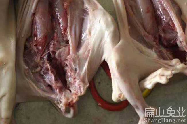 南平肉兔養(yǎng)殖技術(shù)