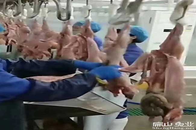 清遠大型竹鼠加工