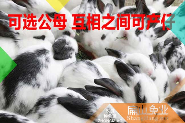 泉州黑白兔種苗