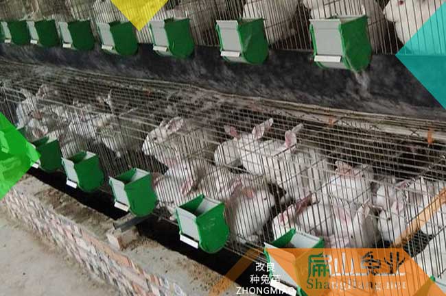 龍巖大白兔養(yǎng)殖