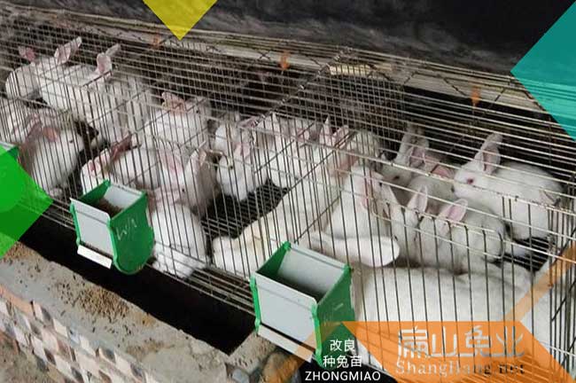 福建種兔繁殖基地
