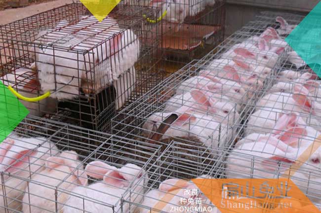 云南伊拉兔繁殖技術(shù)