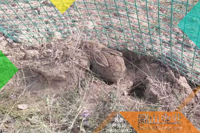 漳州散養(yǎng)竹鼠