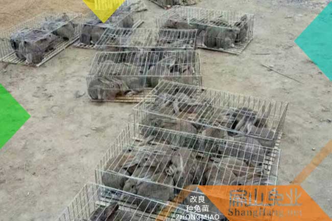 廣東比利時(shí)商品兔批發(fā)