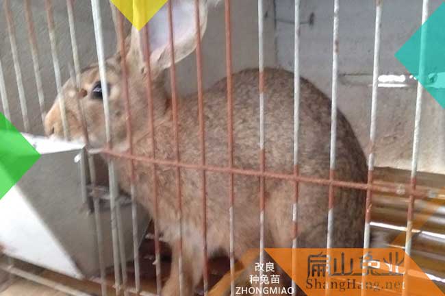 河源比利時(shí)種兔