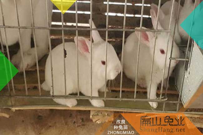 龍巖本地兔養(yǎng)殖