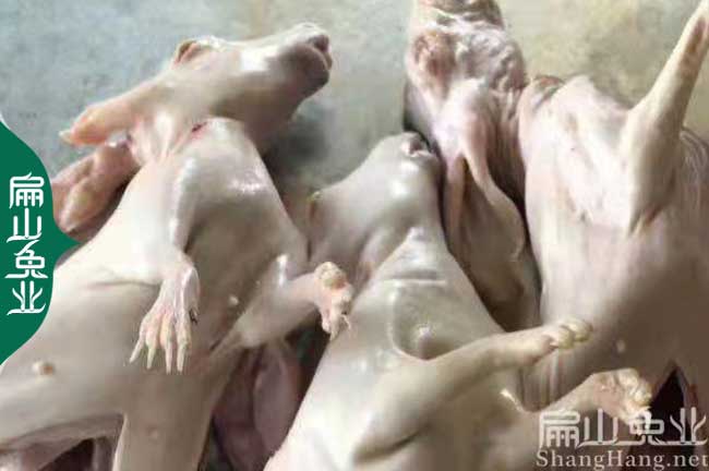 微信種兔電話 珠海佛山散養(yǎng)野兔.比利時黃兔子養(yǎng)殖場48元/只
