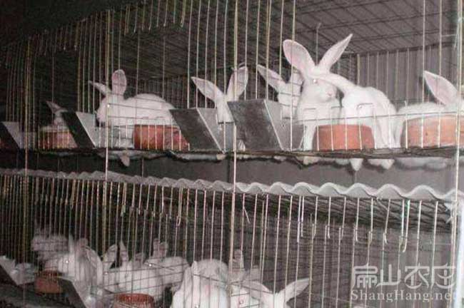 梅縣竹鼠種苗