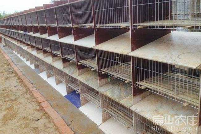 福建竹鼠養(yǎng)殖設備