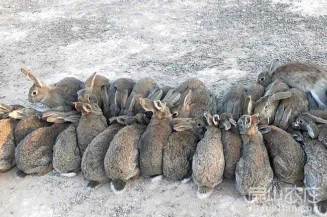 漳平竹鼠種苗