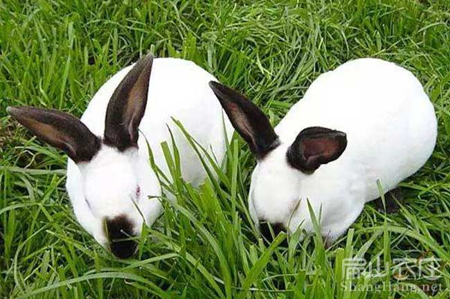 宜春花兔養(yǎng)殖