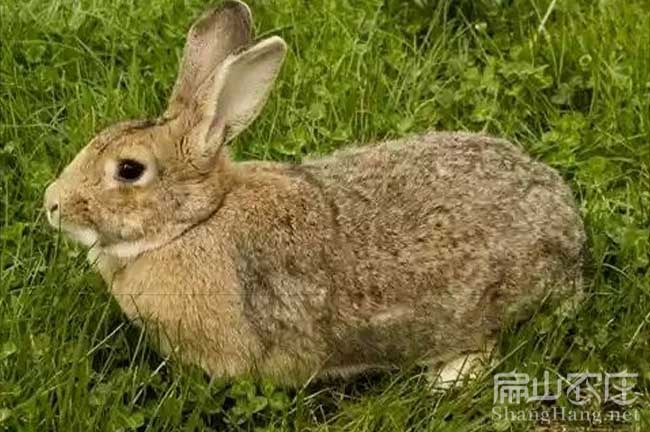 莆田黃毛兔養(yǎng)殖