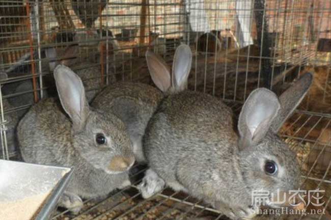 福建恢兔種苗