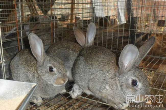 漳州恢兔種苗批發(fā)