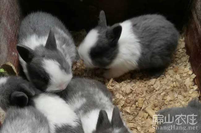 宜豐花竹鼠養(yǎng)殖