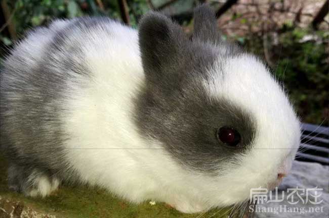 福州恢兔養(yǎng)殖