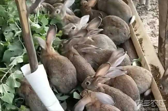 肉竹鼠種苗批發(fā)