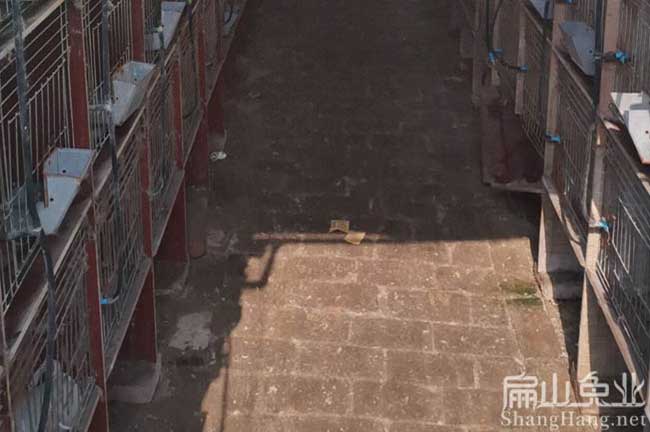 永定八點(diǎn)黑種兔