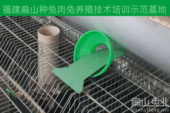 寧德肉兔養(yǎng)殖技術(shù)培訓(xùn)班