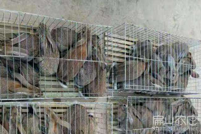 陽(yáng)江商品兔批發(fā)