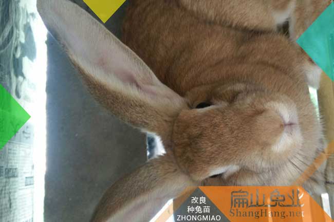 扁山江西的楊梅樹苗培育標(biāo)準(zhǔn)貨基地 贛州水晶黑高峰東魁9元