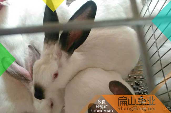 清遠(yuǎn)竹鼠收購