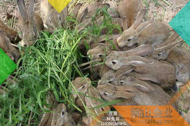 龍巖比利時兔
