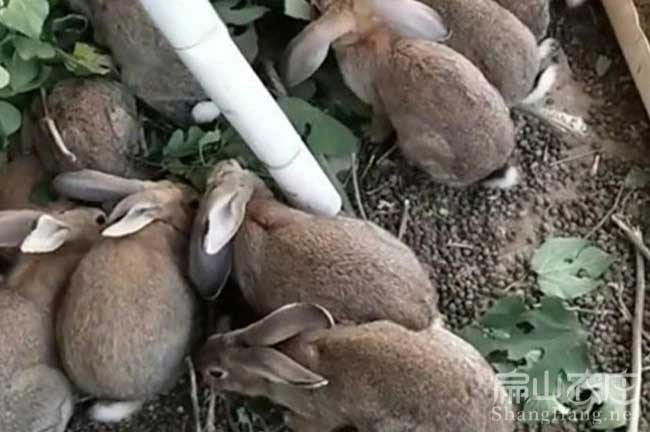 莆田比利時種兔批發(fā)
