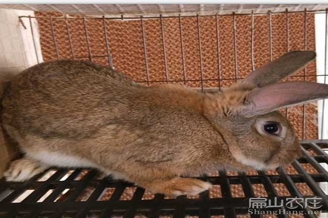 東莞肉兔繁殖