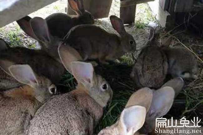 漳州散養(yǎng)野兔