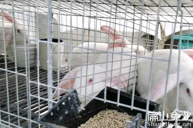 漳州新西蘭兔苗