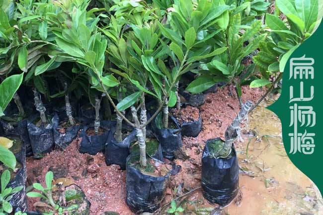 [東魁楊梅苗批發(fā)價格]福建地徑2-3-5-6公分水晶浮宮-扁山楊梅