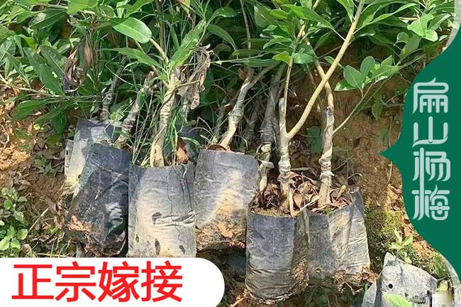 東魁楊梅小杯苗