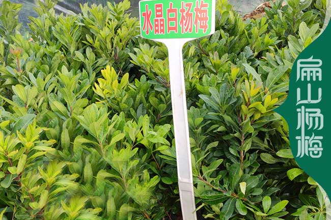 貴州水晶楊梅苗培育