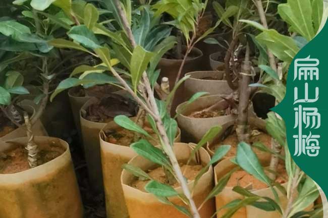 云南楊梅中杯苗批發(fā)